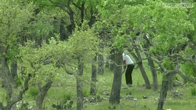 through-the-trees-valero