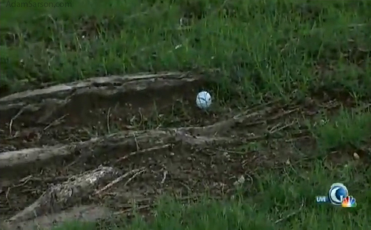 Palmer between tree roots