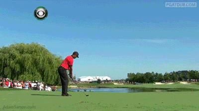 08.25.13-tiger-back-13