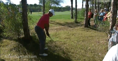 11.09.13 tiger branches