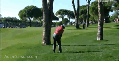 11.09.13 tiger shape around tree