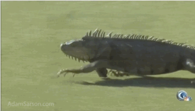 Iguana on the green!