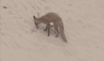 Fox on fox carnage in Scotland.