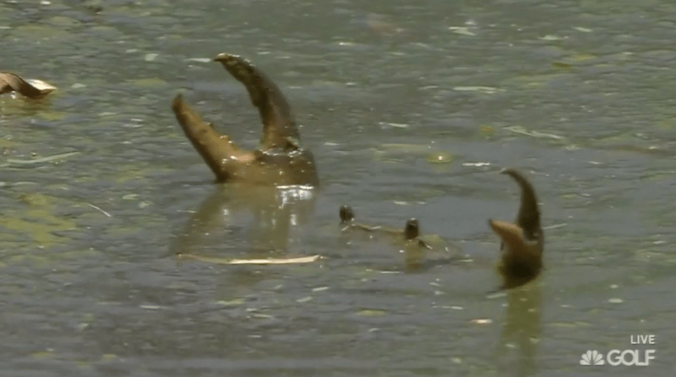 What might be waiting for you in the pond at Glendower? Giant crabs.