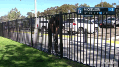 Phil plays through the fence.